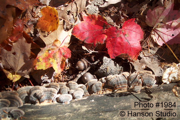 Leaves and Tree Shelves